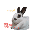 うさぎのこーやん＆ほーちゃん（個別スタンプ：9）
