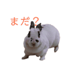 うさぎのこーやん＆ほーちゃん（個別スタンプ：10）