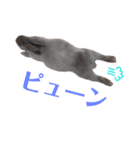 うさぎのこーやん＆ほーちゃん（個別スタンプ：13）