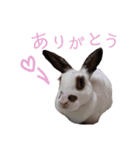 うさぎのこーやん＆ほーちゃん（個別スタンプ：15）