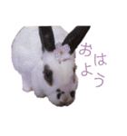 うさぎのこーやん＆ほーちゃん（個別スタンプ：16）