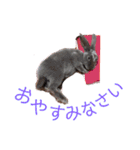 うさぎのこーやん＆ほーちゃん（個別スタンプ：17）