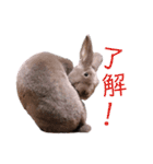 うさぎのこーやん＆ほーちゃん（個別スタンプ：19）
