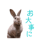 うさぎのこーやん＆ほーちゃん（個別スタンプ：20）