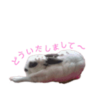うさぎのこーやん＆ほーちゃん（個別スタンプ：22）