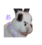 うさぎのこーやん＆ほーちゃん（個別スタンプ：23）