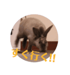 うさぎのこーやん＆ほーちゃん（個別スタンプ：32）