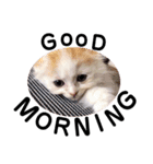 ねこのにこのスタンプ①（個別スタンプ：2）