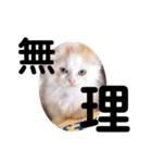 ねこのにこのスタンプ①（個別スタンプ：6）