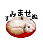 ねこのにこのスタンプ①（個別スタンプ：7）