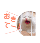 ねこのにこのスタンプ①（個別スタンプ：8）