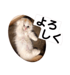 ねこのにこのスタンプ①（個別スタンプ：9）