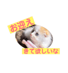 ねこのにこのスタンプ①（個別スタンプ：10）