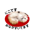 ねこのにこのスタンプ①（個別スタンプ：11）