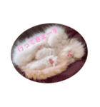 ねこのにこのスタンプ①（個別スタンプ：13）
