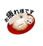 ねこのにこのスタンプ①（個別スタンプ：14）