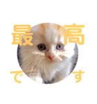 ねこのにこのスタンプ①（個別スタンプ：15）