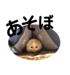 ねこのにこのスタンプ①（個別スタンプ：16）