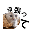 ねこのにこのスタンプ①（個別スタンプ：17）