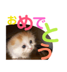 ねこのにこのスタンプ①（個別スタンプ：18）