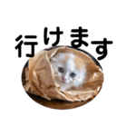 ねこのにこのスタンプ①（個別スタンプ：21）