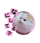 ねこのにこのスタンプ①（個別スタンプ：24）