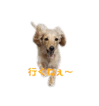 シューとミーとモー②（個別スタンプ：1）
