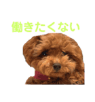 シューとミーとモー②（個別スタンプ：11）