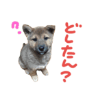 仲良し兄弟犬 ぱん＆ごはん（個別スタンプ：3）