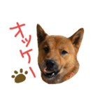 仲良し兄弟犬 ぱん＆ごはん（個別スタンプ：9）