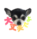 ヴァレンちゃん（個別スタンプ：7）