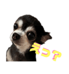 ヴァレンちゃん（個別スタンプ：13）