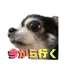 ヴァレンちゃん（個別スタンプ：14）
