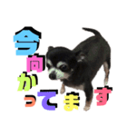 ヴァレンちゃん（個別スタンプ：16）