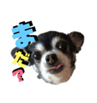 ヴァレンちゃん（個別スタンプ：17）