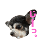 ヴァレンちゃん（個別スタンプ：31）