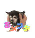 ヴァレンちゃん（個別スタンプ：38）