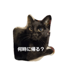 エンゾと山椒（個別スタンプ：3）