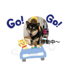黒芝犬 大和くん（個別スタンプ：2）