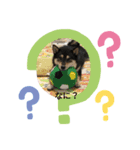 黒芝犬 大和くん（個別スタンプ：3）