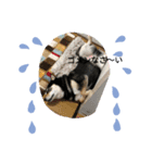 黒芝犬 大和くん（個別スタンプ：4）
