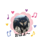 黒芝犬 大和くん（個別スタンプ：6）