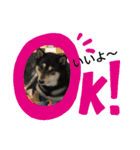 黒芝犬 大和くん（個別スタンプ：7）