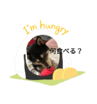 黒芝犬 大和くん（個別スタンプ：8）