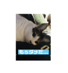 あくびとうずら3（個別スタンプ：3）
