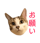 山本家の花火⑤（個別スタンプ：2）