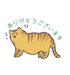キジトラ猫の毎日使いやすいスタンプ（個別スタンプ：2）