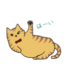 キジトラ猫の毎日使いやすいスタンプ（個別スタンプ：11）