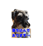 あんずさん、おまめさん、その3。（個別スタンプ：9）