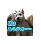 あんずさん、おまめさん、その3。（個別スタンプ：10）